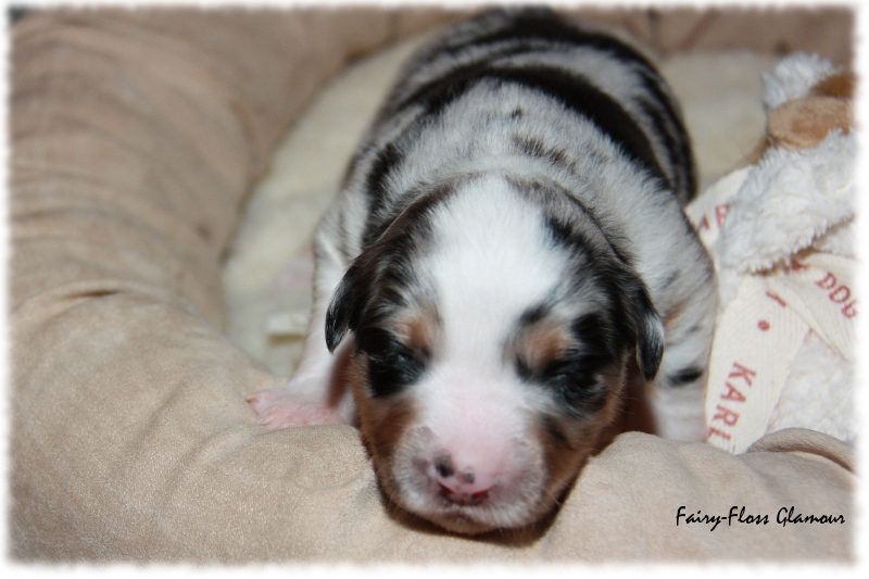 Mini Aussie Welpe - 12. Tag