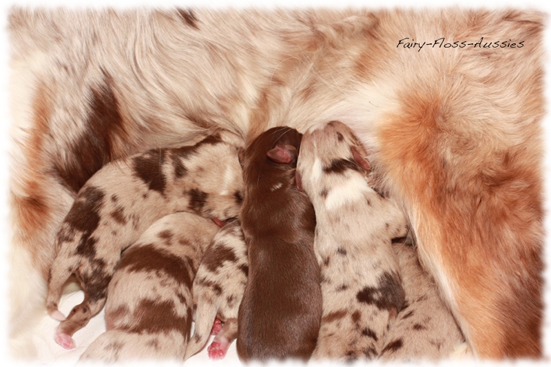 Mini Aussie Welpen - Mini Aussie Züchter - Gesunde Mini Aussies