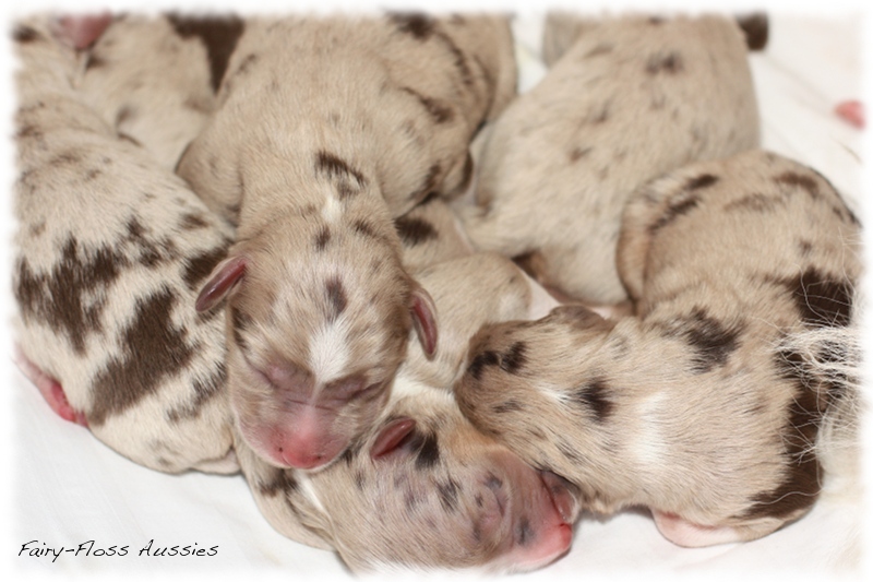 Mini Aussie Welpen - Mini Aussie Züchter - Gesunde Mini Aussies