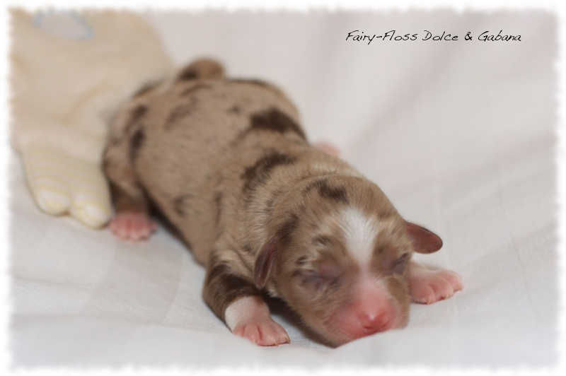 Mini Aussie Welpen - Mini Aussie Züchter - Gesunde Mini   Aussies