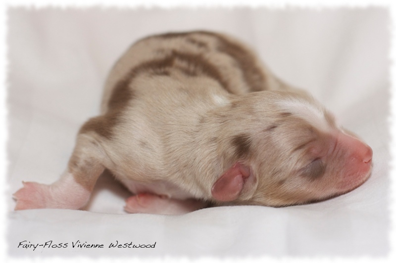 Mini Aussie Welpen - Mini Aussie Züchter - Gesunde Mini   Aussies