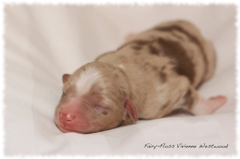 Mini Aussie Welpen - Mini Aussie Züchter - Gesunde Mini   Aussies