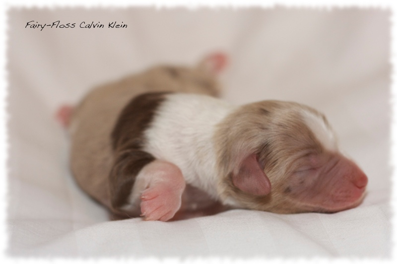 Mini Aussie Welpen - Mini Aussie Züchter - Gesunde Mini   Aussies