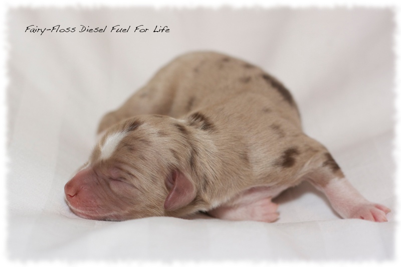 Mini Aussie Welpen - Mini Aussie Züchter - Gesunde Mini   Aussies