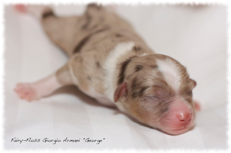 Mini Aussie Welpen - Mini Aussie Züchter - Gesunde Mini   Aussies