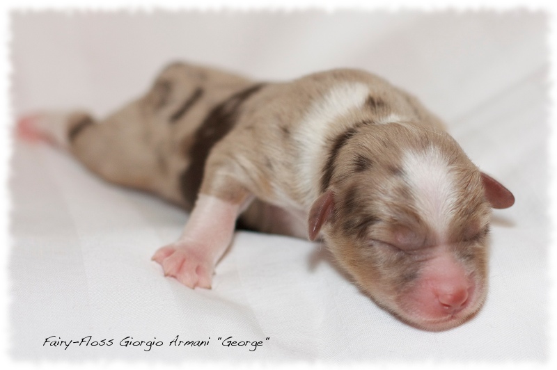 Mini Aussie Welpen - Mini Aussie Züchter - Gesunde Mini   Aussies