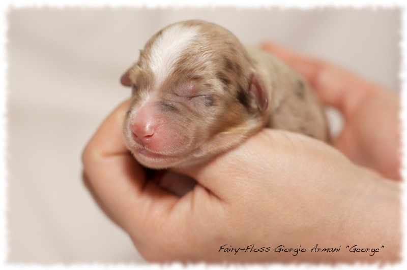 Mini Aussie Welpen - Mini Aussie Züchter - Gesunde Mini   Aussies