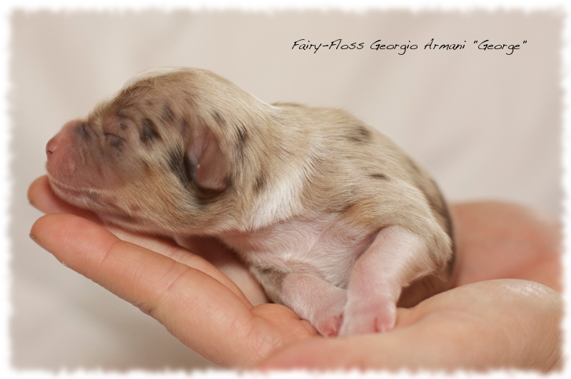 Mini Aussie Welpen - Mini Aussie Züchter - Gesunde Mini   Aussies