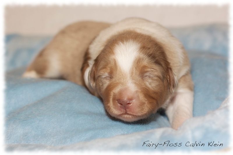 Mini Aussie Welpen - Mini Aussie Züchter - Gesunde Mini   Aussies