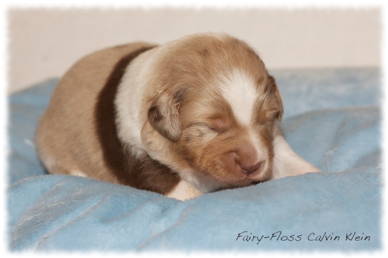 Mini  Aussie Welpen - Mini Aussie Züchter - Gesunde Mini   Aussies