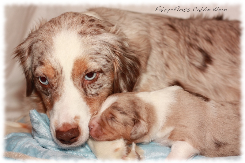 Mini   Aussie Welpen - Mini Aussie Züchter - Gesunde Mini   Aussies