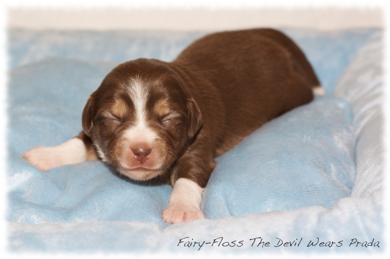 Mini Aussie Welpen - Mini Aussie Züchter - Gesunde Mini Aussies