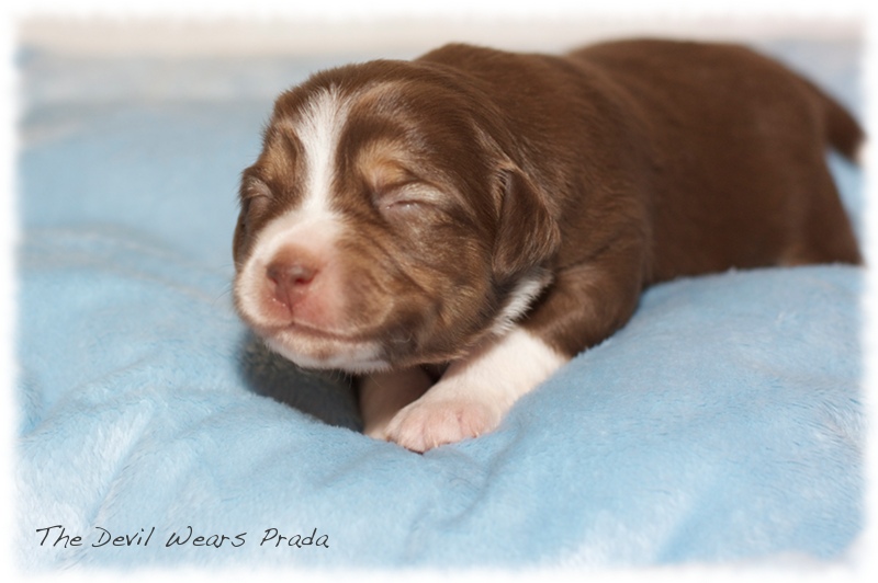 Mini   Aussie Welpen - Mini Aussie Züchter - Gesunde Mini Aussies