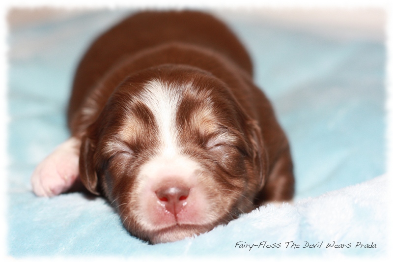 Mini     Aussie Welpen - Mini Aussie Züchter - Gesunde Mini Aussies