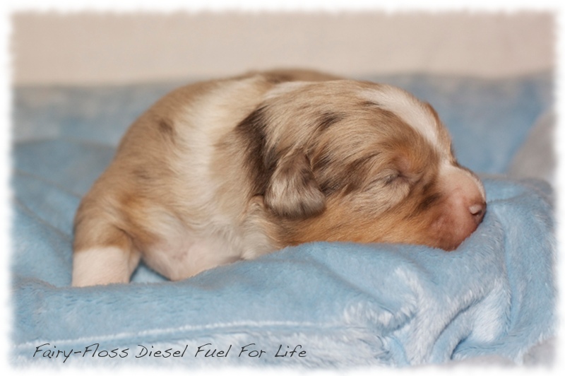 Mini   Aussie Welpen - Mini Aussie Züchter - Gesunde Mini   Aussies