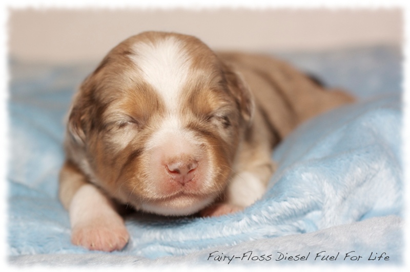 Mini    Aussie Welpen - Mini Aussie Züchter - Gesunde Mini   Aussies