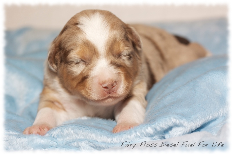 Mini      Aussie Welpen - Mini Aussie Züchter - Gesunde Mini   Aussies