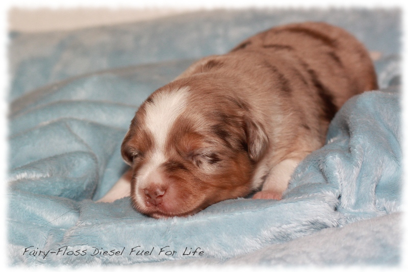 Mini       Aussie Welpen - Mini Aussie Züchter - Gesunde Mini   Aussies