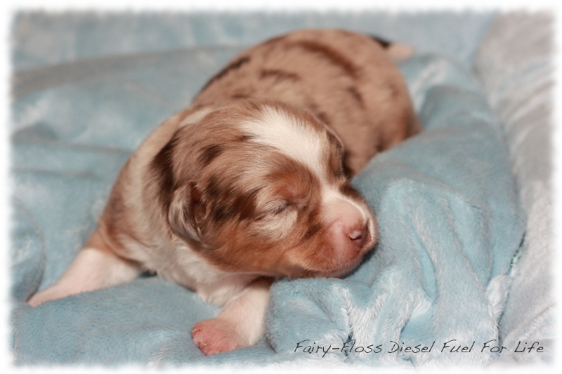 Mini        Aussie Welpen - Mini Aussie Züchter - Gesunde Mini   Aussies