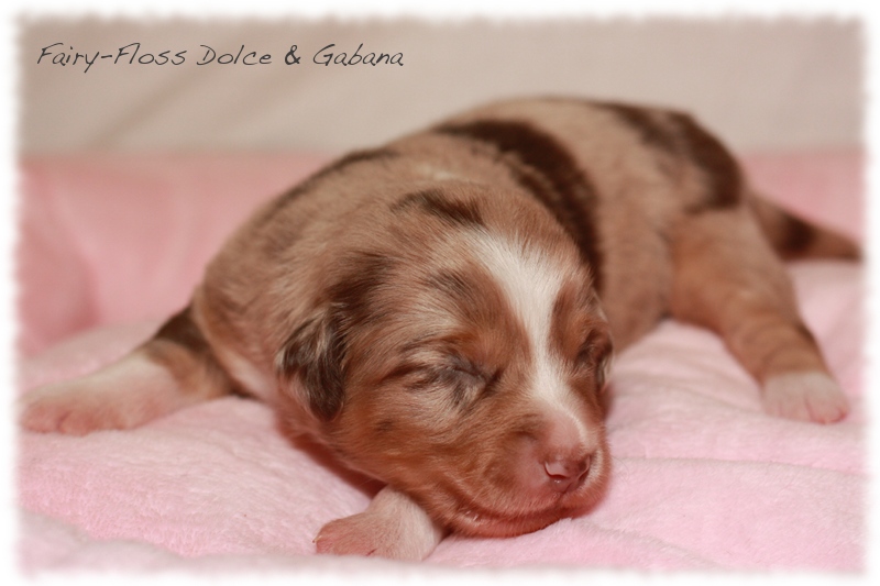 Mini  Aussie Welpen - Mini Aussie Züchter - Gesunde Mini Aussies