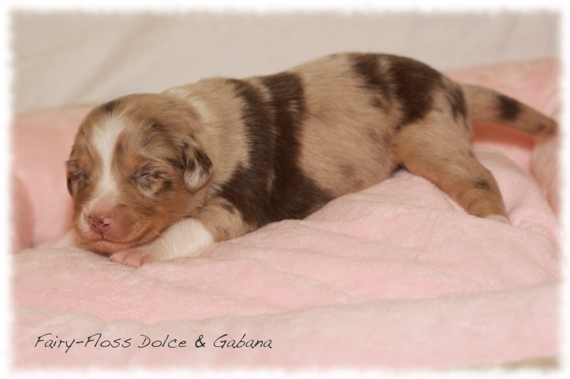 Mini    Aussie Welpen - Mini Aussie Züchter - Gesunde Mini Aussies