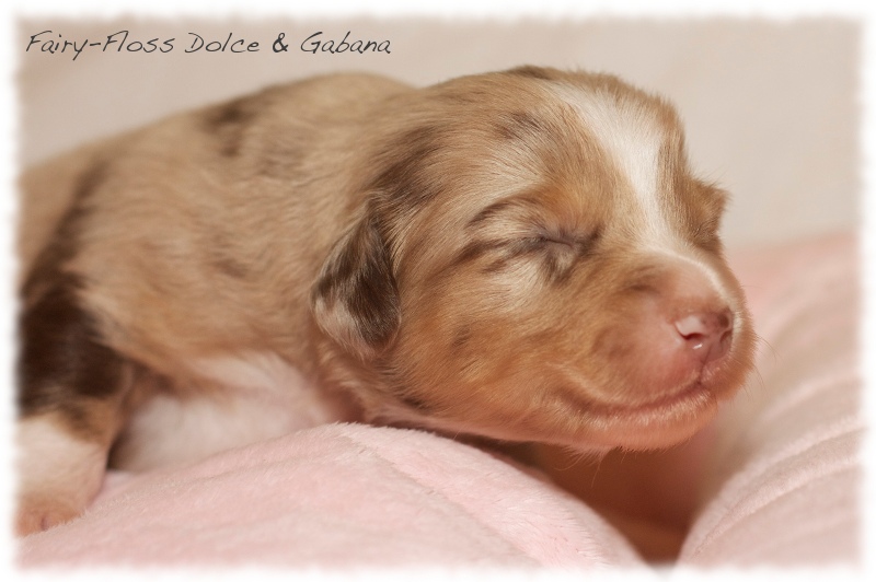 Mini    Aussie Welpen - Mini Aussie Züchter - Gesunde Mini Aussies