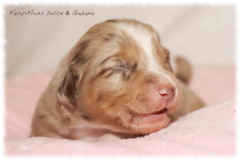 Mini      Aussie Welpen - Mini Aussie Züchter - Gesunde Mini Aussies