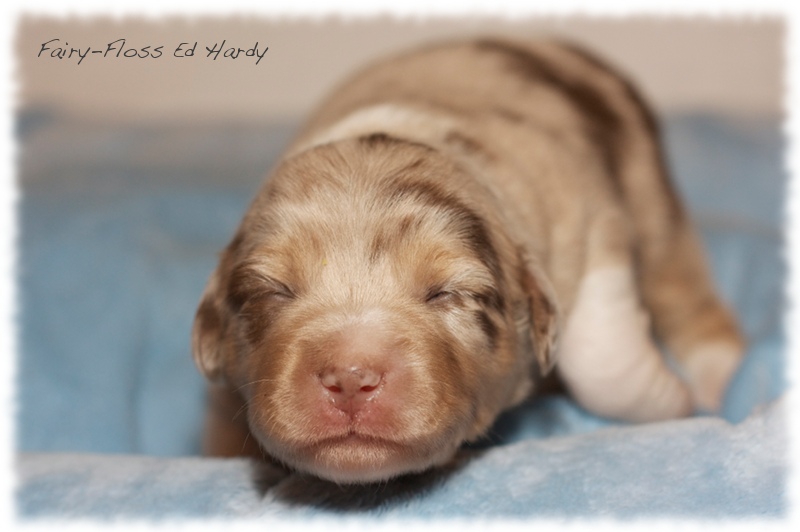 Mini  Aussie Welpen - Mini Aussie Züchter - Gesunde Mini   Aussies