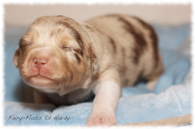 Mini  Aussie Welpen - Mini Aussie Züchter - Gesunde Mini   Aussies