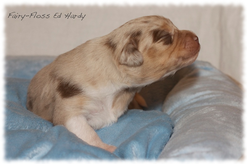 Mini  Aussie Welpen - Mini Aussie Züchter - Gesunde Mini   Aussies