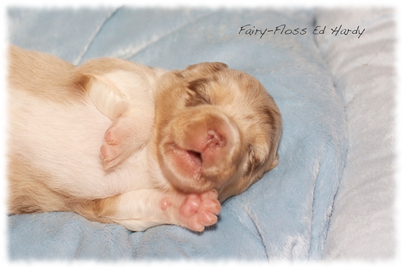 Mini   Aussie Welpen - Mini Aussie Züchter - Gesunde Mini   Aussies