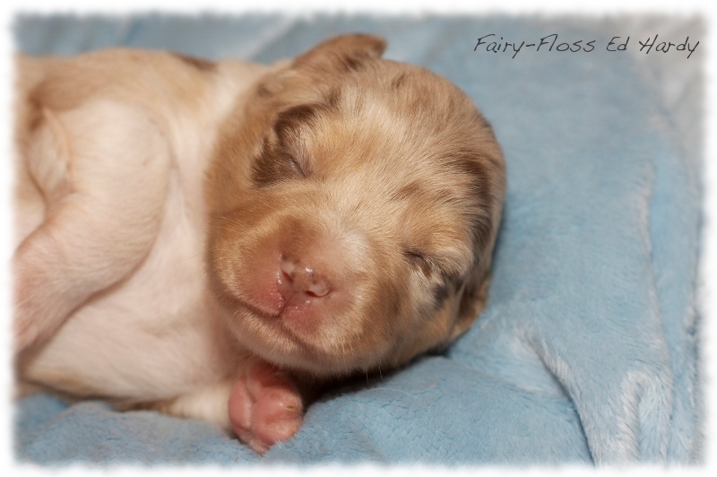 Mini  Aussie Welpen - Mini Aussie Züchter - Gesunde Mini   Aussies
