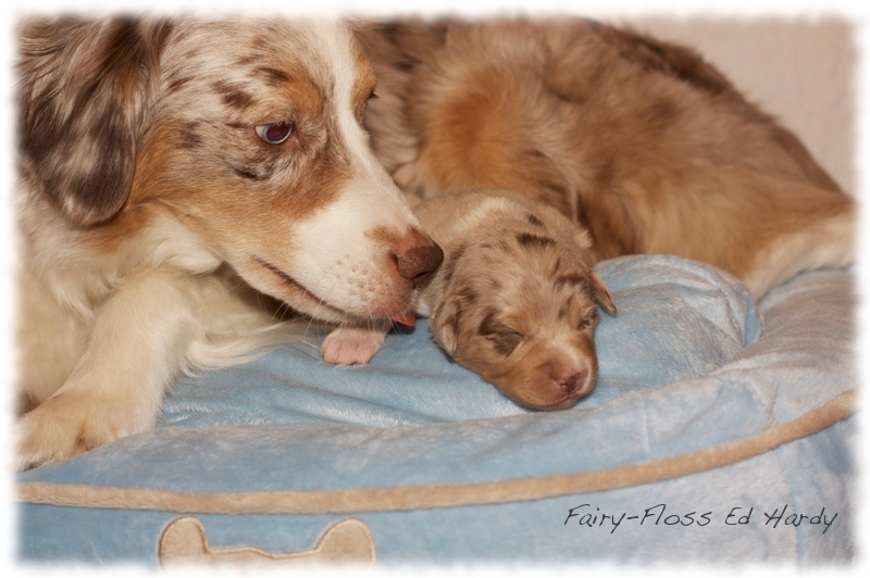 Mini   Aussie Welpen - Mini Aussie Züchter - Gesunde Mini   Aussies