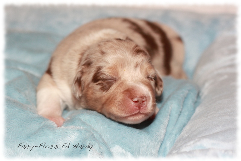 Mini    Aussie Welpen - Mini Aussie Züchter - Gesunde Mini   Aussies