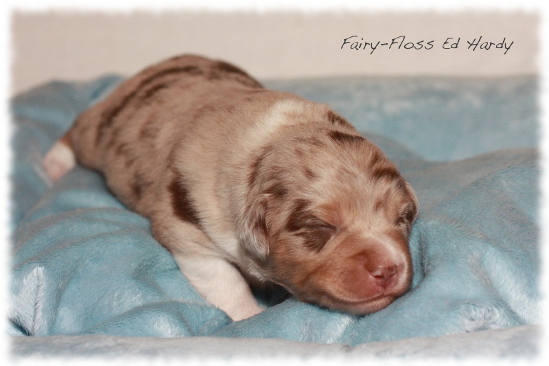 Mini     Aussie Welpen - Mini Aussie Züchter - Gesunde Mini   Aussies