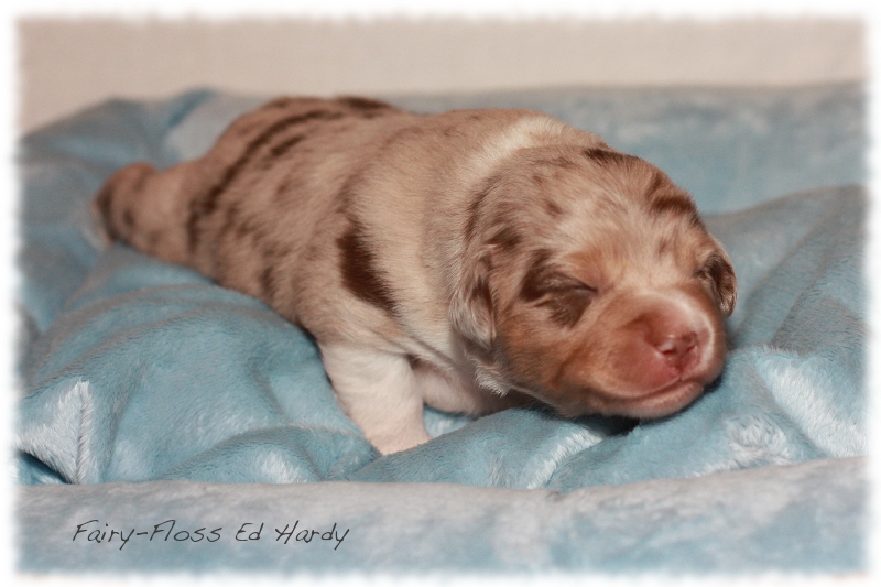 Mini Aussie Welpen - Mini Aussie Züchter - Gesunde Mini   Aussies