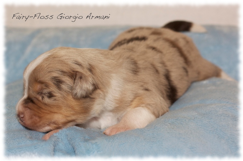 Mini  Aussie Welpen - Mini Aussie Züchter - Gesunde Mini   Aussies