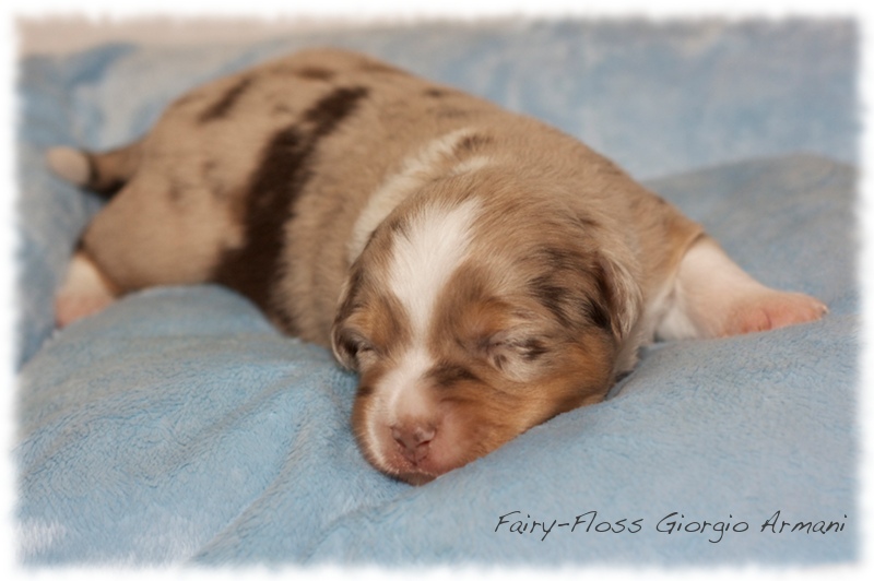 Mini   Aussie Welpen - Mini Aussie Züchter - Gesunde Mini   Aussies