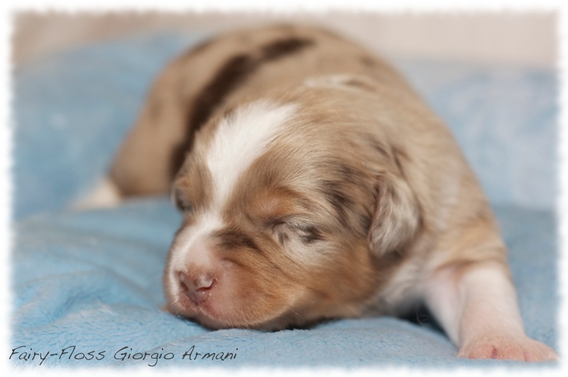 Mini    Aussie Welpen - Mini Aussie Züchter - Gesunde Mini   Aussies