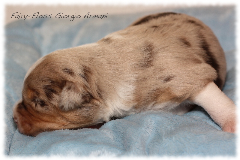 Mini    Aussie Welpen - Mini Aussie Züchter - Gesunde Mini   Aussies