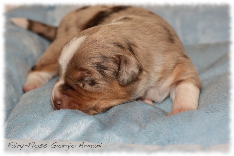 Mini    Aussie Welpen - Mini Aussie Züchter - Gesunde Mini   Aussies