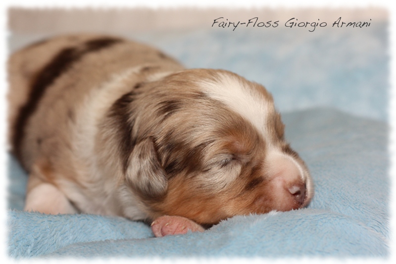 Mini     Aussie Welpen - Mini Aussie Züchter - Gesunde Mini   Aussies