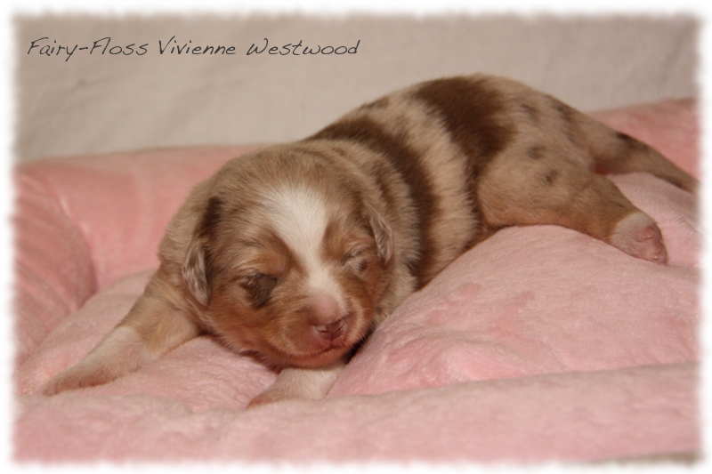 Mini Aussie Welpen - Mini Aussie Züchter - Gesunde Mini   Aussies