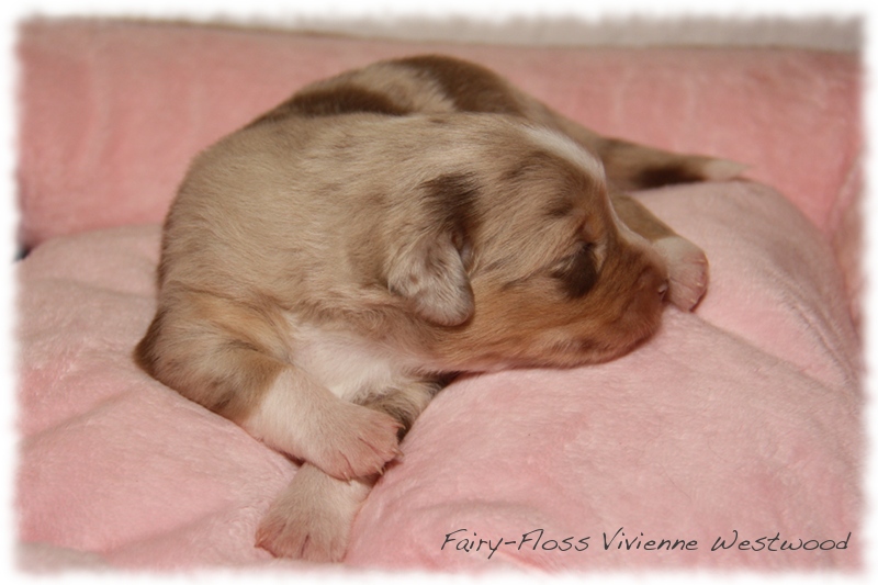 Mini Aussie Welpen - Mini Aussie Züchter - Gesunde Mini   Aussies