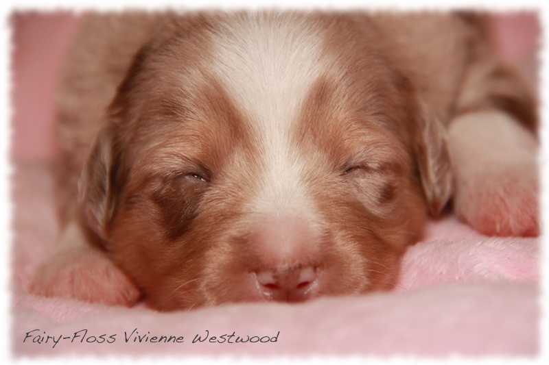 Mini   Aussie Welpen - Mini Aussie Züchter - Gesunde Mini   Aussies