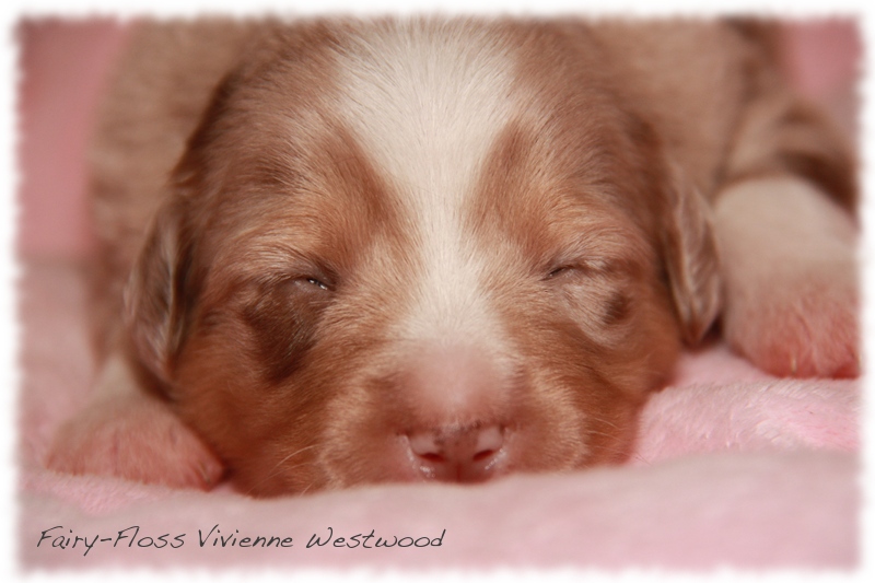 Mini   Aussie Welpen - Mini Aussie Züchter - Gesunde Mini   Aussies