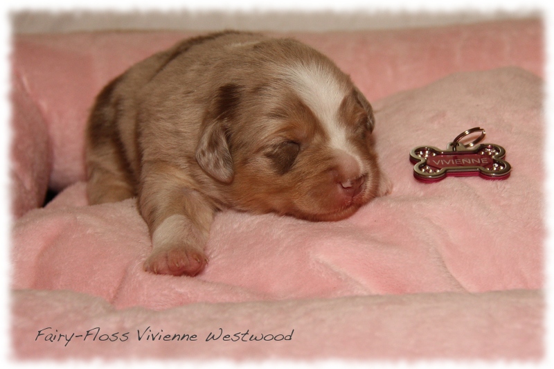 Mini Aussie Welpen - Mini Aussie Züchter - Gesunde Mini   Aussies