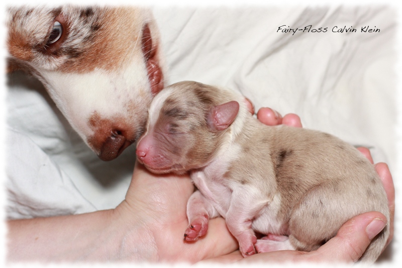 Mini Aussie Welpen - Mini Aussie Züchter - Gesunde Mini   Aussies