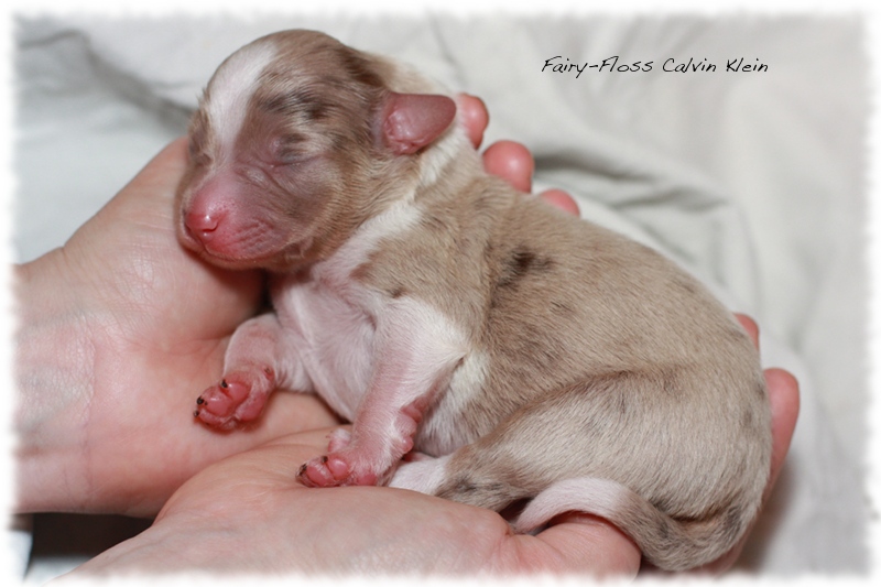 Mini Aussie Welpen - Mini Aussie Züchter - Gesunde Mini   Aussies