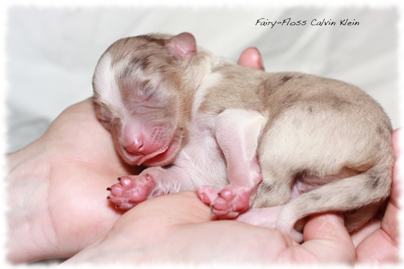 Mini Aussie Welpen - Mini Aussie Züchter - Gesunde Mini   Aussies